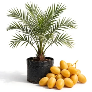 Barhi Date Palm Plant