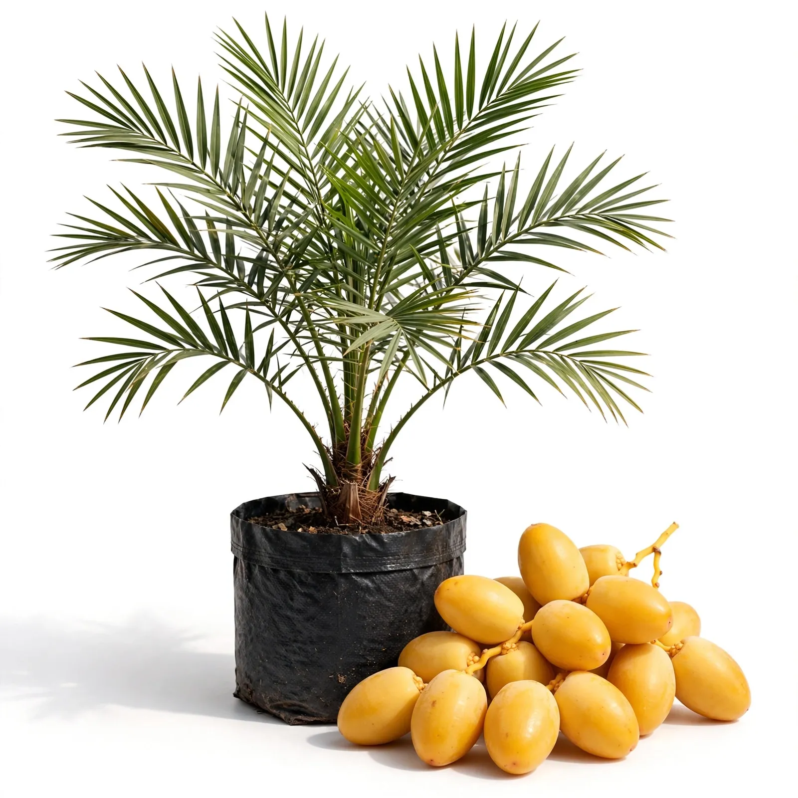Barhi Date Palm Plant