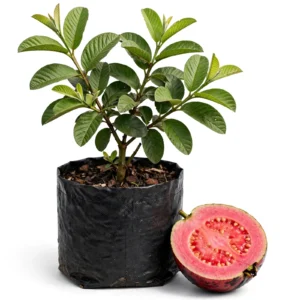 Black Diamond Guava Plant