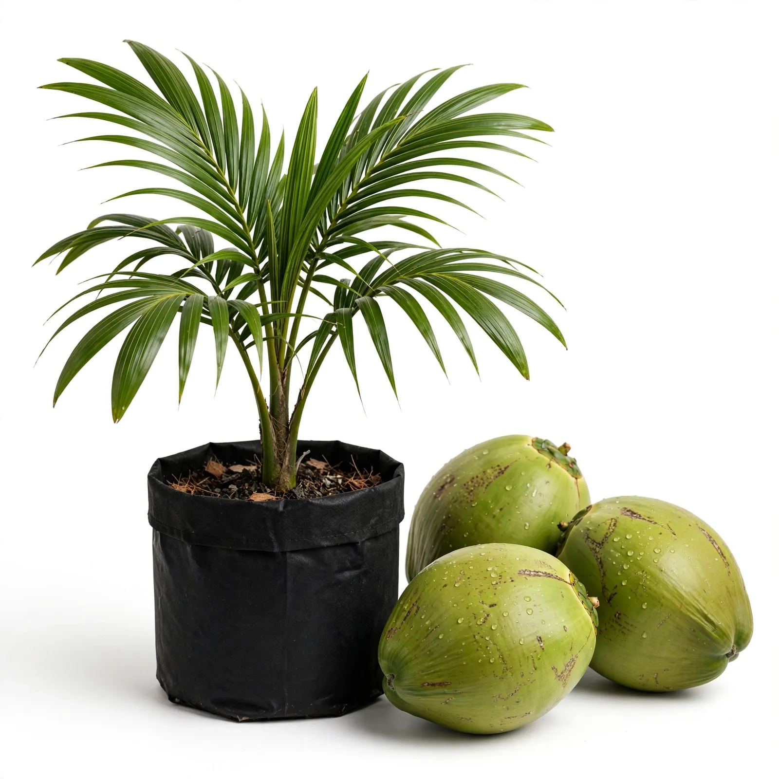 Green Dwarf Coconut Plant