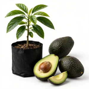 Hass Avocado Plant
