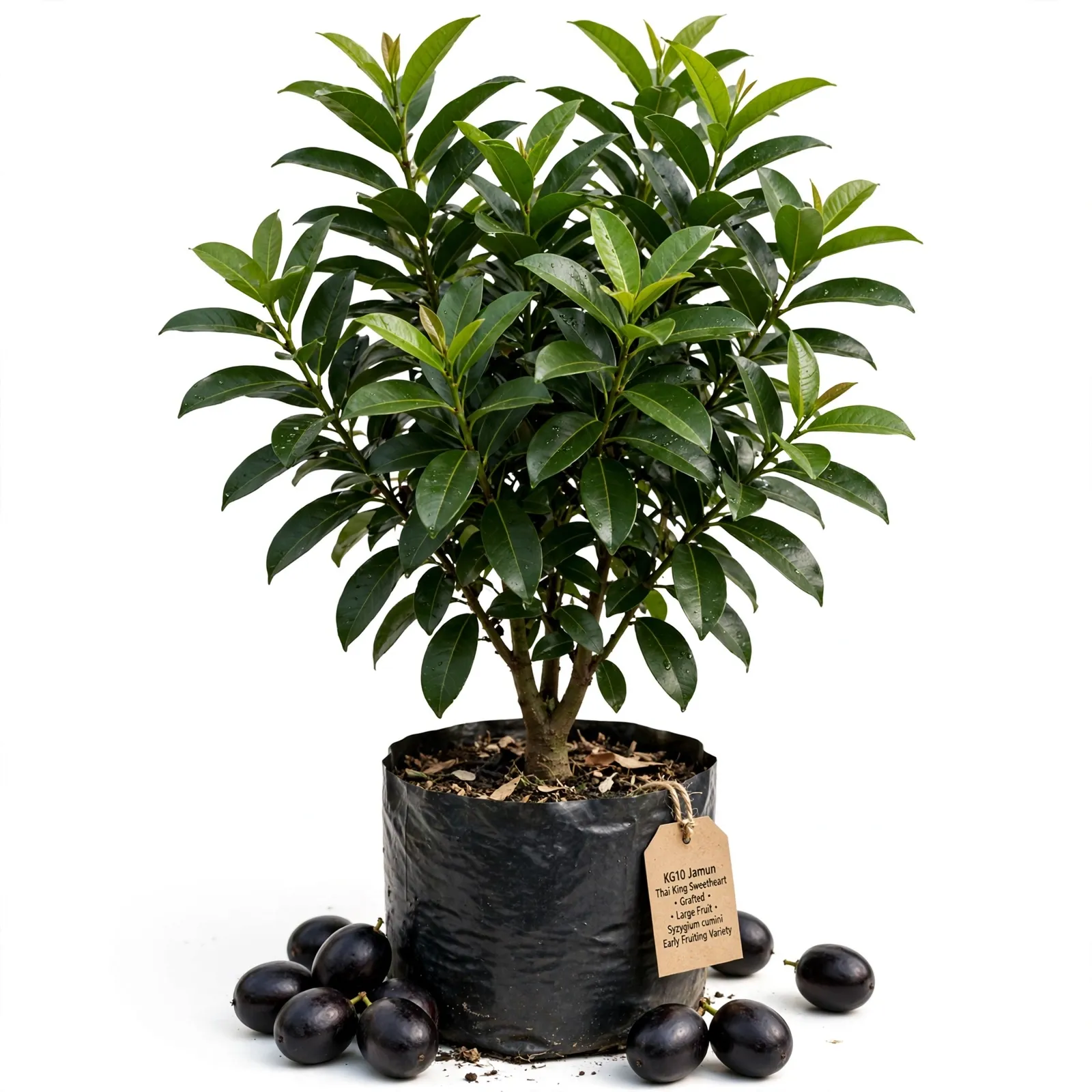 KG10 Jamun Plant