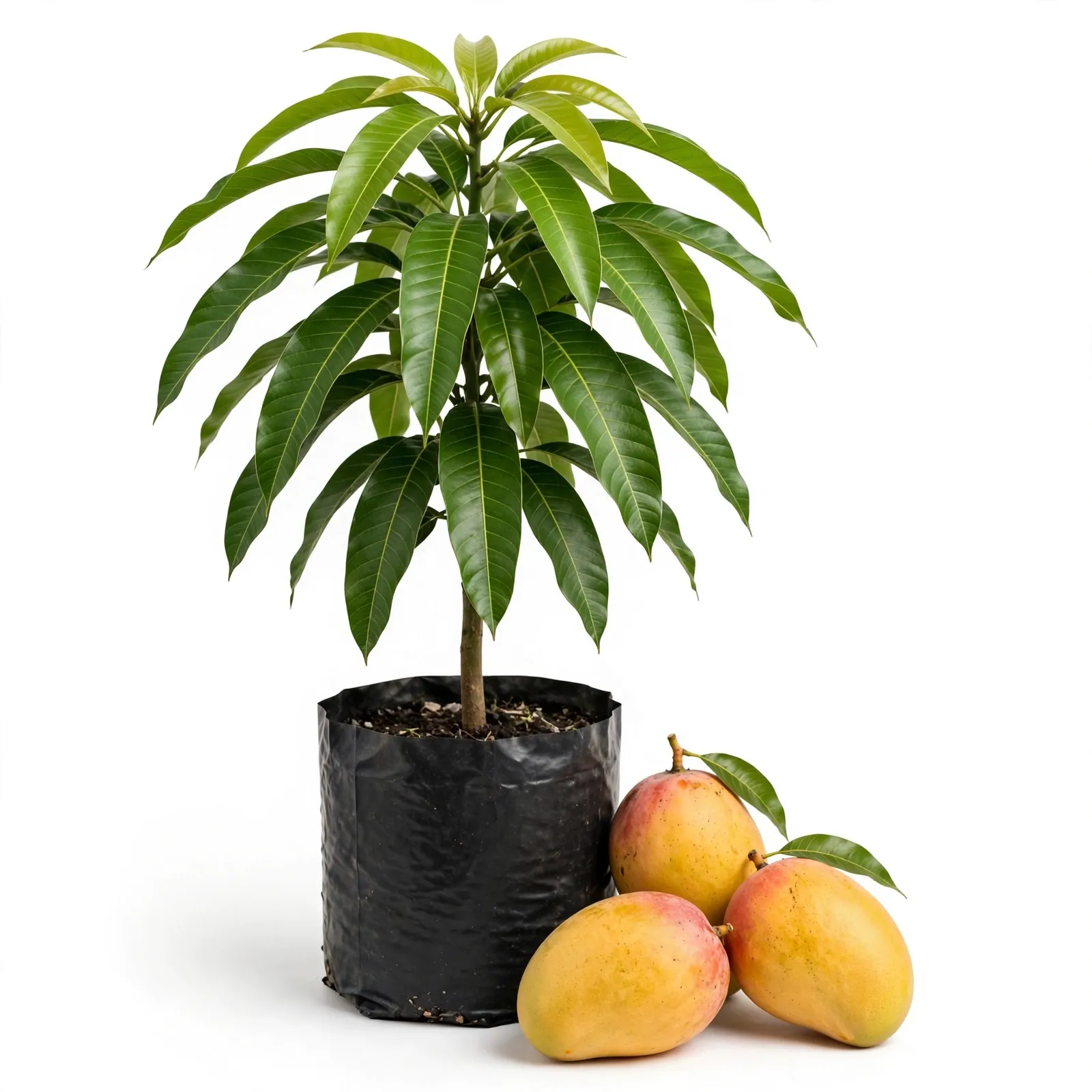 Keshar Mango Plant (3 ft)
