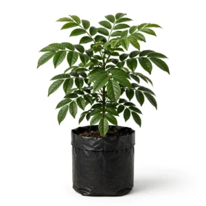 Mahogany Plant