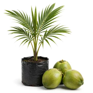 Malaysian Green Coconut Plant