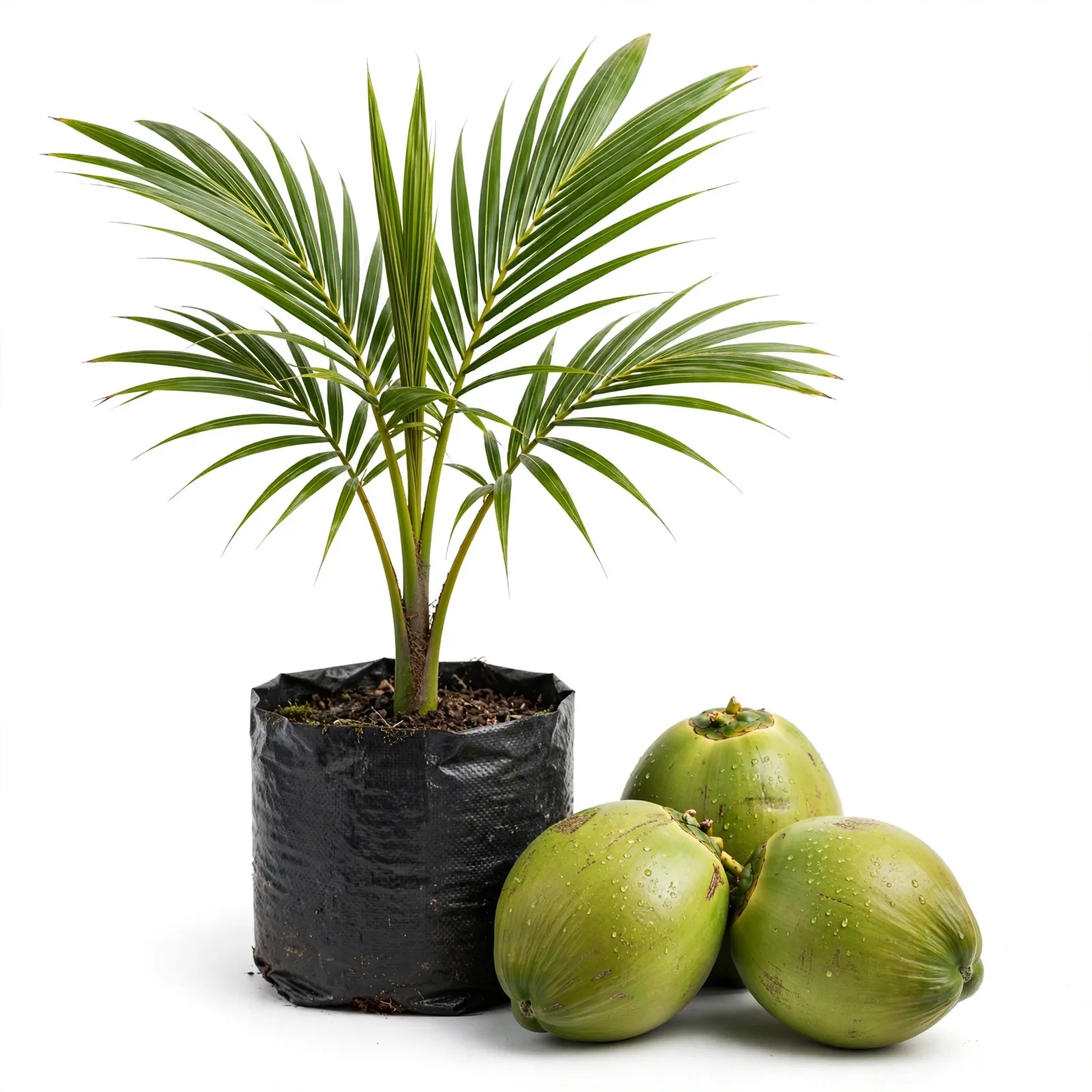 Malaysian Green Coconut Plant