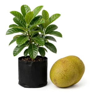 Phanas (Jackfruit) Plant