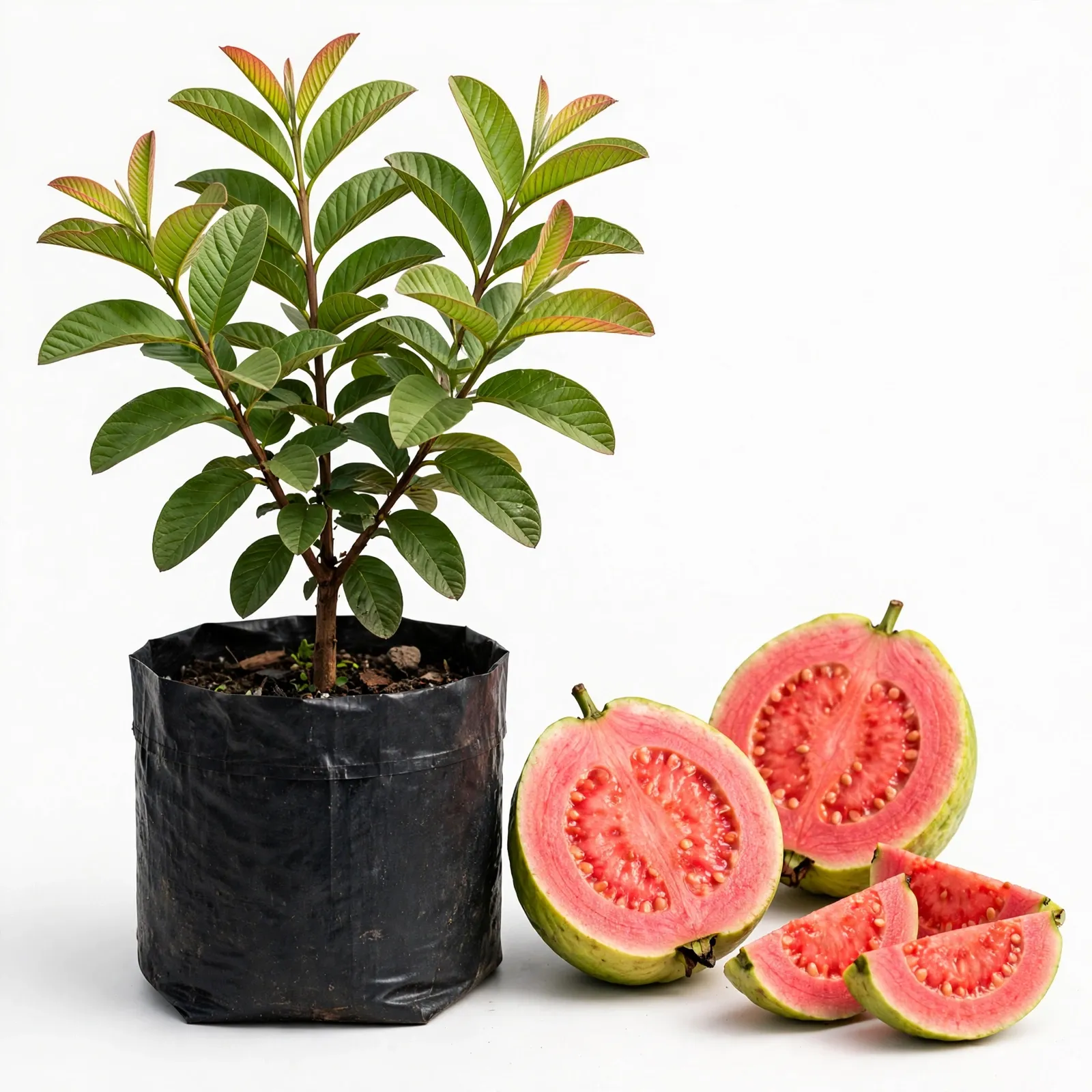 Red Diamond Guava Plant