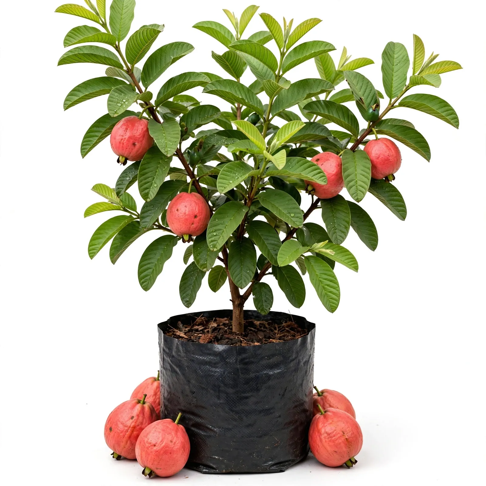 Red King Guava Plant