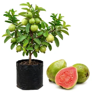 Sadabahar Guava Plant