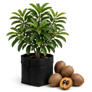 Thai Chikoo Plant