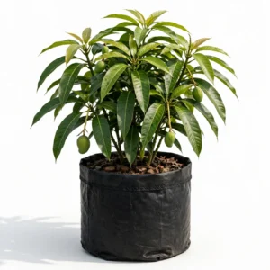 Japani Zen Mango Plant
