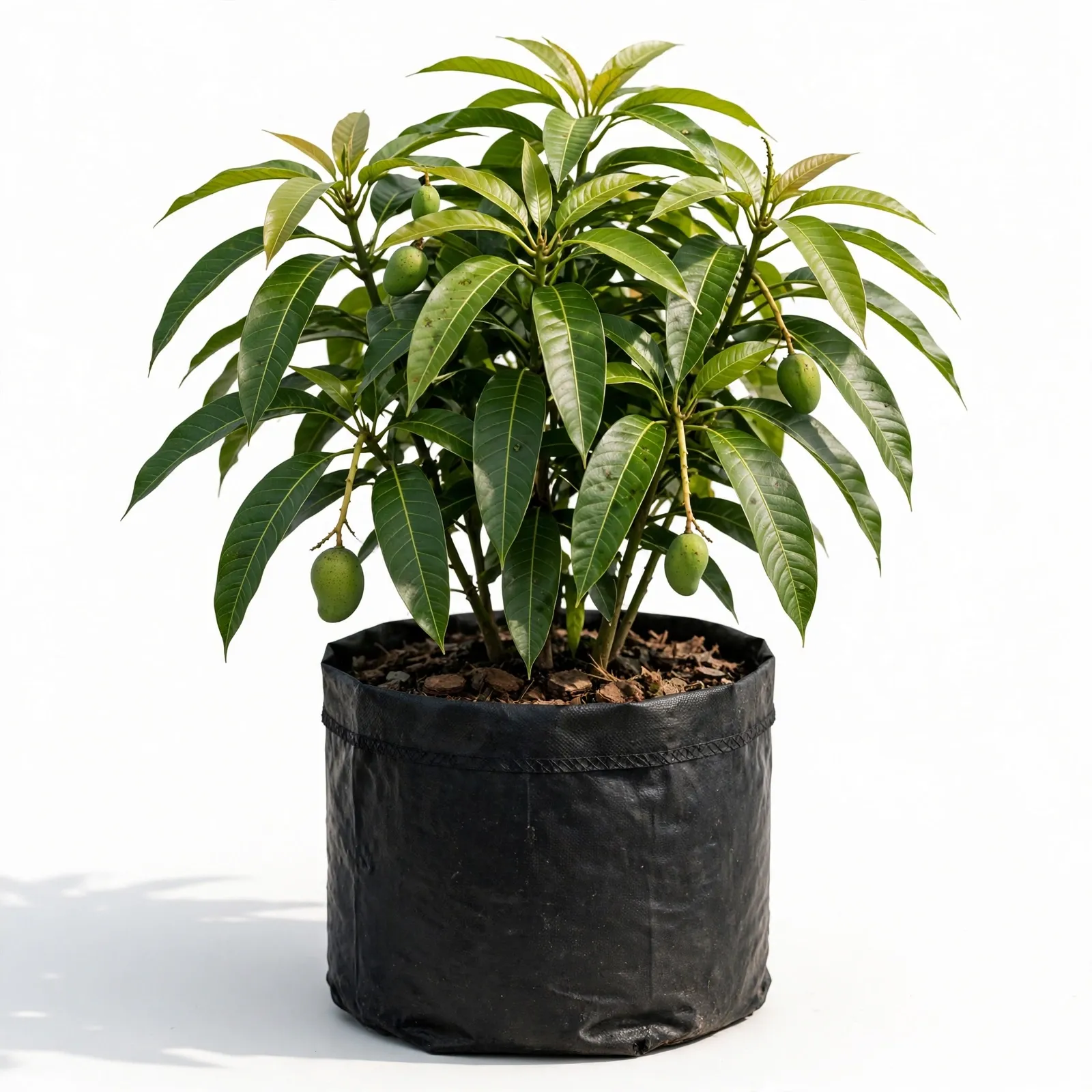 Japani Zen Mango Plant