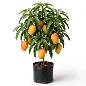 Keshar Mango Plant (5 ft)